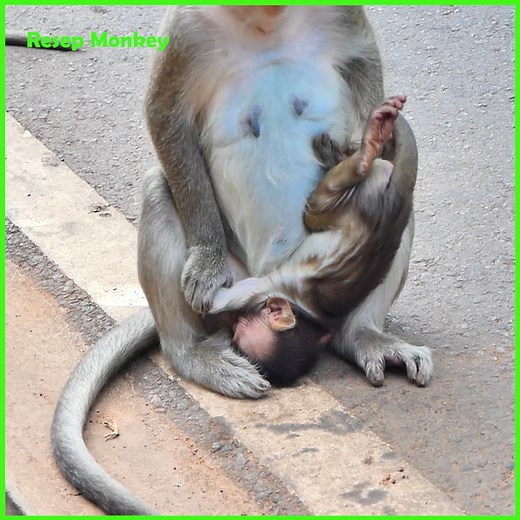 OMG most terrify Mommy throw up baby monkey like this!! | RESEP Monkey