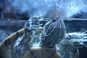 When Do Red-Eared Slider Turtles Lay Eggs: Facts and Guidelines