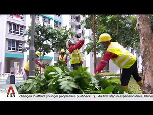 New draft standard on tree management open for public consultation from Nov to Jan