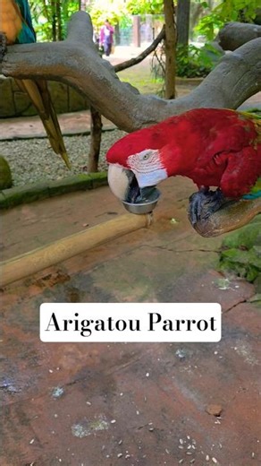 Most Japanese polite style parrot #parrot #zoo