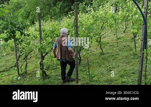 Springtime vineyard maintenance involves an elderly Italian farmer meticulously trimming young vine crops in the picturesque hills of Tuscany, Italy, ensuring healthy growth and a bountiful harvest