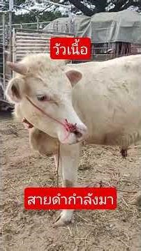 Angus, Black Breed Beef Cattle.