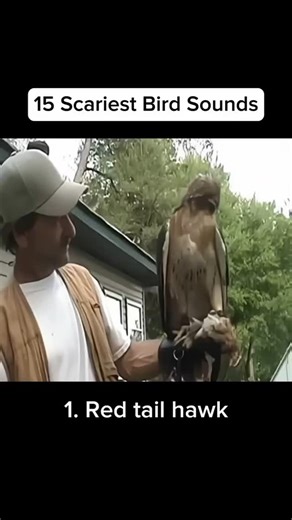 scary moments on Instagram: "15 scariest bird sounds"