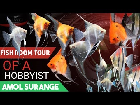 Fish room tour of an angelfish hobbyist | Amol Surange | angelfish | angelfish breeding | angel fish