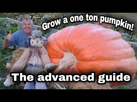 Grow a 2000 POUND Pumpkin Top 5 Tips