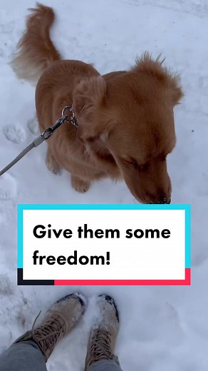 Dogs Made Simple on TikTok