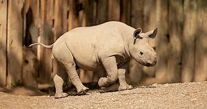 Ask the Expert: How do you take care of baby animals?| Cleveland Zoological Society | September 27, 2018