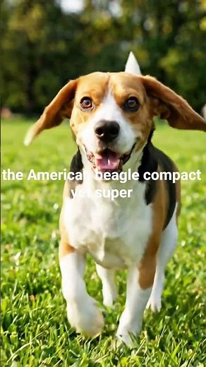 American Beagle | Compact, Friendly & Super Energetic ‪@GlobalDogBreeds‬