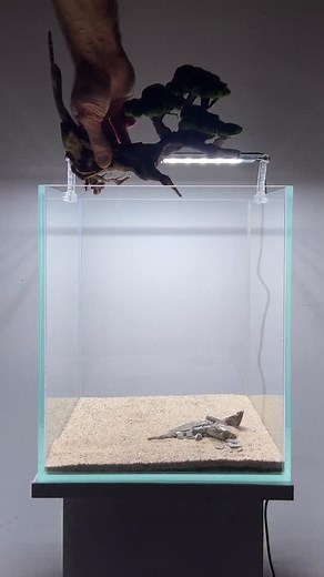 84K views · 9.9K reactions | Flying bonsai for freshwater aquarium. #bonsai #aquarium #aquascaping #flybonsai #aquarium #floatingbonsai #aquariums #aquariumhobby #aquascape #aquascaper #fishtanks | Ancient Stone | Facebook