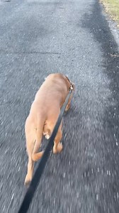 Bentley got to go for a walkie too! Mommy took her to da sanctuary. Whilst she was dare Uncle Jeff tried to cut her nails, da ones Mommy did not get yesterday. Bentley-1, Table-0! Not one nail got cut! Uncle Jeff could not believe how strong she is! Mommy will keep chipping away, one at a time! 😂 (Uncle Jeff put her on a table to have better control n she was so crazy n wild dat da metal table leg just bent n she went sliding off!) | Titus and His Girl Hailey