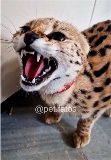 Exploring the Playful Nature of Bengal Cats