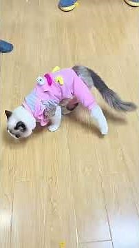 The cat doesn’t like the paris Fashion Week #usa #funny #pet #fyp #viral #foryou