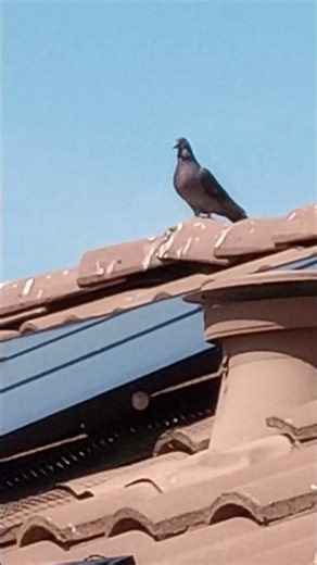 SuperCleaningSolarService.Com