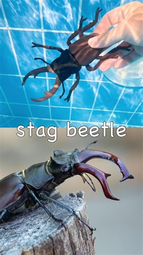 Sink or Float | Kids Learn | Bug Insect Names at the Pool: Earthworm Soldier Beetle Butterfly