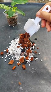 Transferring to aroid mixture after a month of using spagnum moss 🥰🍂🌱. Happy Gardening!! Featuring Philodendron Florida Beauty X Pedatum 🌱🌱 #plantgirlph #plantsmakepeoplehappy #gardening #plants #garden | PlantGirl PH