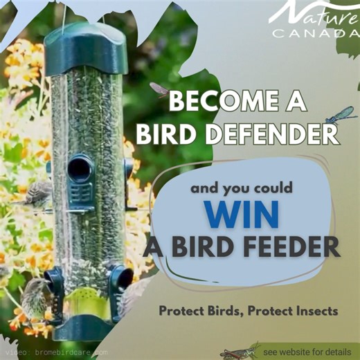 5.6K views · 2.1K reactions | Sign up to become a bird defender and you could win a bird feeder! | Nature Canada | Facebook