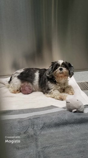 Wonderful News! "Celine" was adopted by private adopter. 10/29/25 💕 Little senior Shih Tzu needs rescue now. She has a huge mammary mass. Placed on the HIGH ALERT list!!! At OC Shelter Tustin. A1939754 Comments: Status: MEDICAL Intake Type: STRAY Kennel: 233A Sex: Unaltered Female Age: 11Y Weight: 13.00 Lbs Breed: Shih Tzu Color: Black And Tan Intake Date: 10/24/2025 Review Date: 10/28/2025 Jurisdiction: SANTA ANA Special Notes: Large mammary mass. Will need rescue at retention. 10-24-2025 Med 