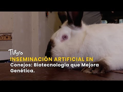 Artificial Insemination in Rabbits: Biotechnology that Improves Genetics - TvAgro by Juan Gonzalo...