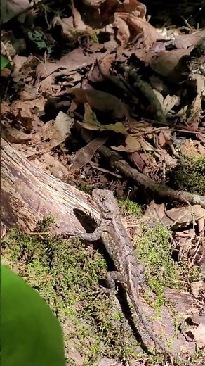 Eastern Fence Lizard on the Side of a Tree