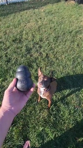 This Popular Dog Toy is a Truck Part | Dentside Depot