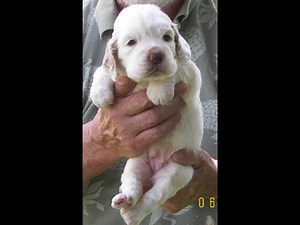 clumber spaniel puppies