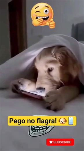 “Quando a Patroa Descobre Tudo!” 😳🐾 #shorts