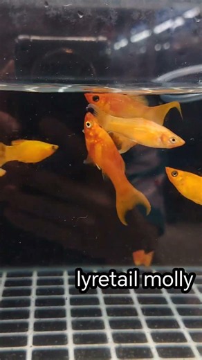 卵胎生淡水鱼家族：玛丽鱼，孔雀鱼，剑鱼，月光鱼。 Livebearers Family: Molly, Guppy, Swordtail, Platy #beebiesshrimp #molly