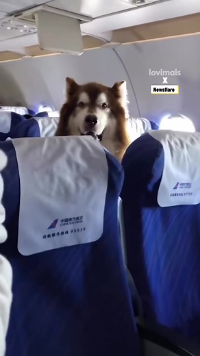39K views · 518 reactions | There's A Giant Husky On My Plane ✈️ | Lovimals | Facebook