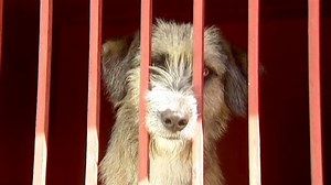 Wild dogs blamed for Mexico killings | CNN