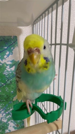 ラムネバージョン✨️