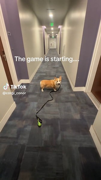 Conor The Corgi on TikTok