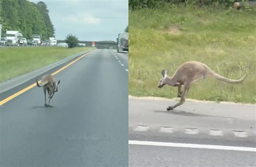 A Runaway Kangaroo Owned By A Man Named Patrick Starr Shut Down The Interstate After Causing An Accident In Alabama | Whiskey Riff