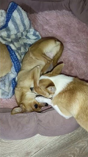 Chihuahuas playing LOL