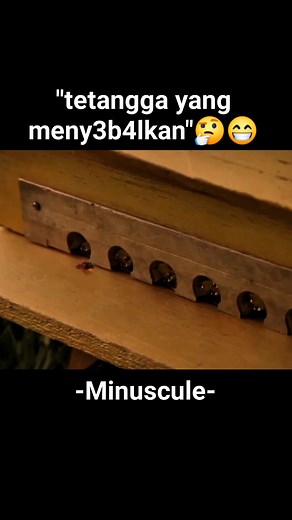 Mungkin karena beda species kali 😁✌️ @sorotan #semuaorang #minuscule #movie #series #tvshow #funny #animation #comedy #fyp #viral #trending #fypagee #foryou #masukberanda | Kang Rahmat