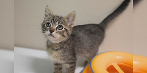 Oregon Humane Society holding adoption special to make room for Maui shelter pets