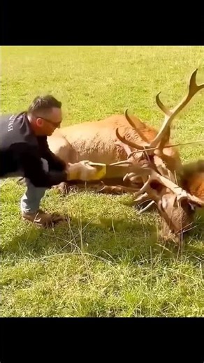 🦌Antlers Stuck Together!Intense Deer Rescue DeerRescue#LockedAntlers#Wildlife Rescue#SaveWildlife