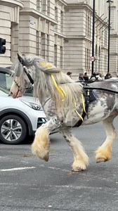 Beautiful gypsy horses in London passing horse guards #gypsy #horses #gypseyhorses #horseguardsparade | Marks London reels