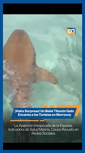 Las aguas cristalinas de Morrocoy fueron escenario de una aparición inesperada que se robó el corazón de internet: un adorable tiburón gato bebé realizó una visita sorpresa cerca de la orilla, deleitando a los presentes. El video de este pequeño depredador acuático se viralizó rápidamente, enterneciendo a miles de internautas por su inofensivo y curioso nado. Este tiburón gato, aunque pequeño y considerado inofensivo para los humanos, es un gran indicador de la salud marina de la zona. Este tipo
