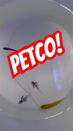 @petco fish haul 🐠