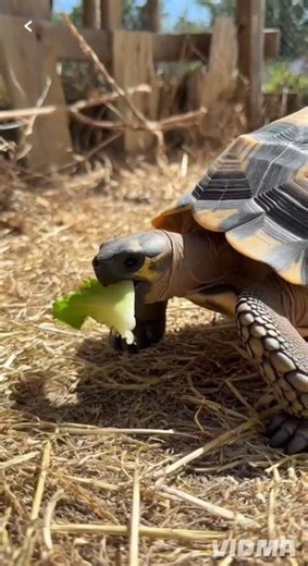 Angulate tortoise #wildlife #capetown