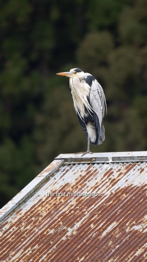 Emily Smith on Instagram: "Japan’s 72 microseasons were created over a thousand years ago, dividing the year into five-day intervals - each capturing a fleeting moment in nature. I love how poetic the descriptions are and how they encourage us to slow down, observe, and ground us in the present. 🌿 This year, I invite you join me in observing what changes are happening in the landscape around you. What small changes have you noticed? The year was first divided into 24 sekki (solar terms), broade