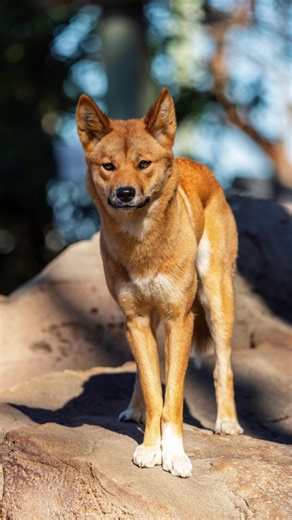 Keeping cool is their middle name 😎 Our keepers are constantly coming up with clever ways to help animals stay cool when it gets hot out. Some frozen duck feet and blood-sicles had dingoes Warada and Kep Kep dip their paws in the pond and stay hydrated, whilst the koalas clock in their usual 18-22 hours of sleep, tucked in close to the cool tree trunks and under the misters. Placing a shallow water dish, adding a garden hide, and keeping pets supervised in your backyard can make a big differenc