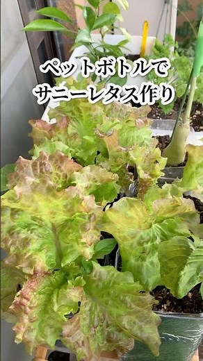 家庭菜園初心者さんにオススメ！ペットボトル栽培でもサニーレタスがたくさん収穫できます😊#野菜作り #家庭菜園 #再生栽培 #レタス栽培 #プランター栽培 #ベランダ菜園