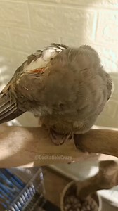 Cute Cuddly Moments 💞🤗🦜 #cockatielslove #cutepets #singingbird #funnybird #petstars #birdslovers #petbird #adorable #FeatheredFriends #cockatielsofinstagram #CockatielsCraze #cockatieltraining #lovelypets #cockatielsinging #cockatiel #cockatielsoftiktok #kawaii #petbirds #singingcockatiel #pets #cutecockatiel #adorablecockatiels #birdsinging #cockatielscraze #TooCuteToHandle #cute #cutepetstrending #birds #cocktails | Cockatiels Craze