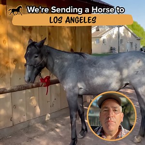 143K views · 4K reactions | The Prettiest Horses on the Navajo Reservation | The Farm on Route 66 | Facebook