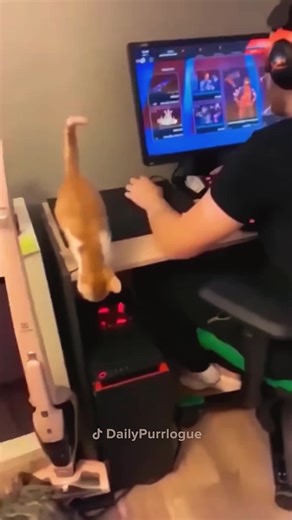 Hilarious Cat Moments That Will Make You Smile