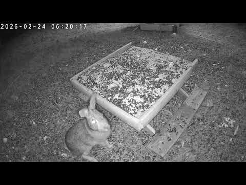 Bunnies in the Morning: Peaceful: CritterCam Highlights