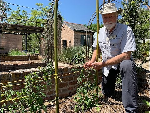 How to Florida Weave Tomatoes