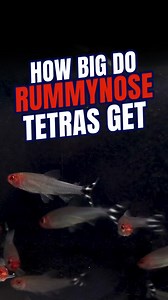 4.4K views · 29 reactions | These fun nano fish are known for their...