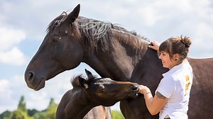Mareish behaviour: In season, unsound or something else? - Horse & Hound